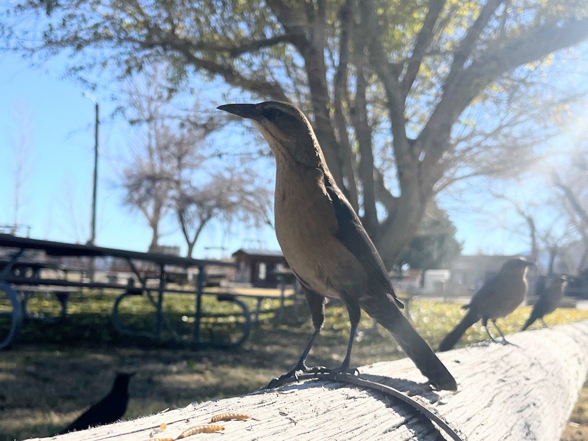 Büyük Kuyruklu Kiskal - ML646860691