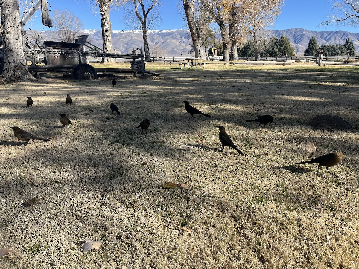 Büyük Kuyruklu Kiskal - ML646860693