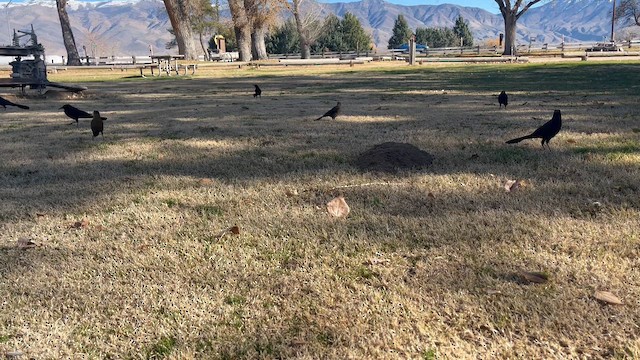 Büyük Kuyruklu Kiskal - ML646860694