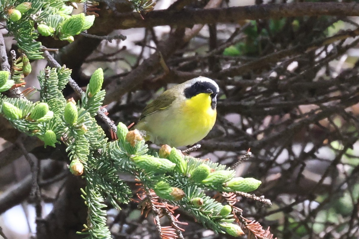 Common Yellowthroat - ML646860696