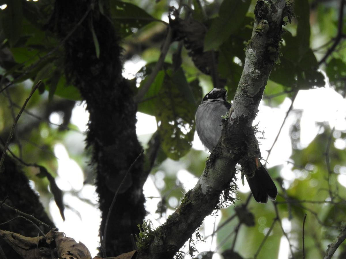 Black-winged Saltator - ML646860697