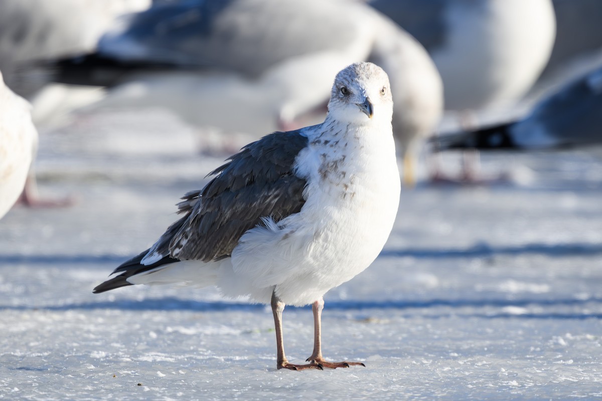 Lesser Black-backed Gull - ML646860699