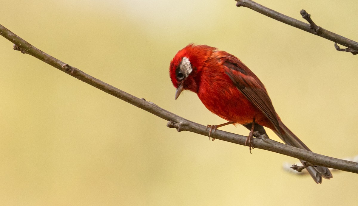 Red Warbler - ML646860700