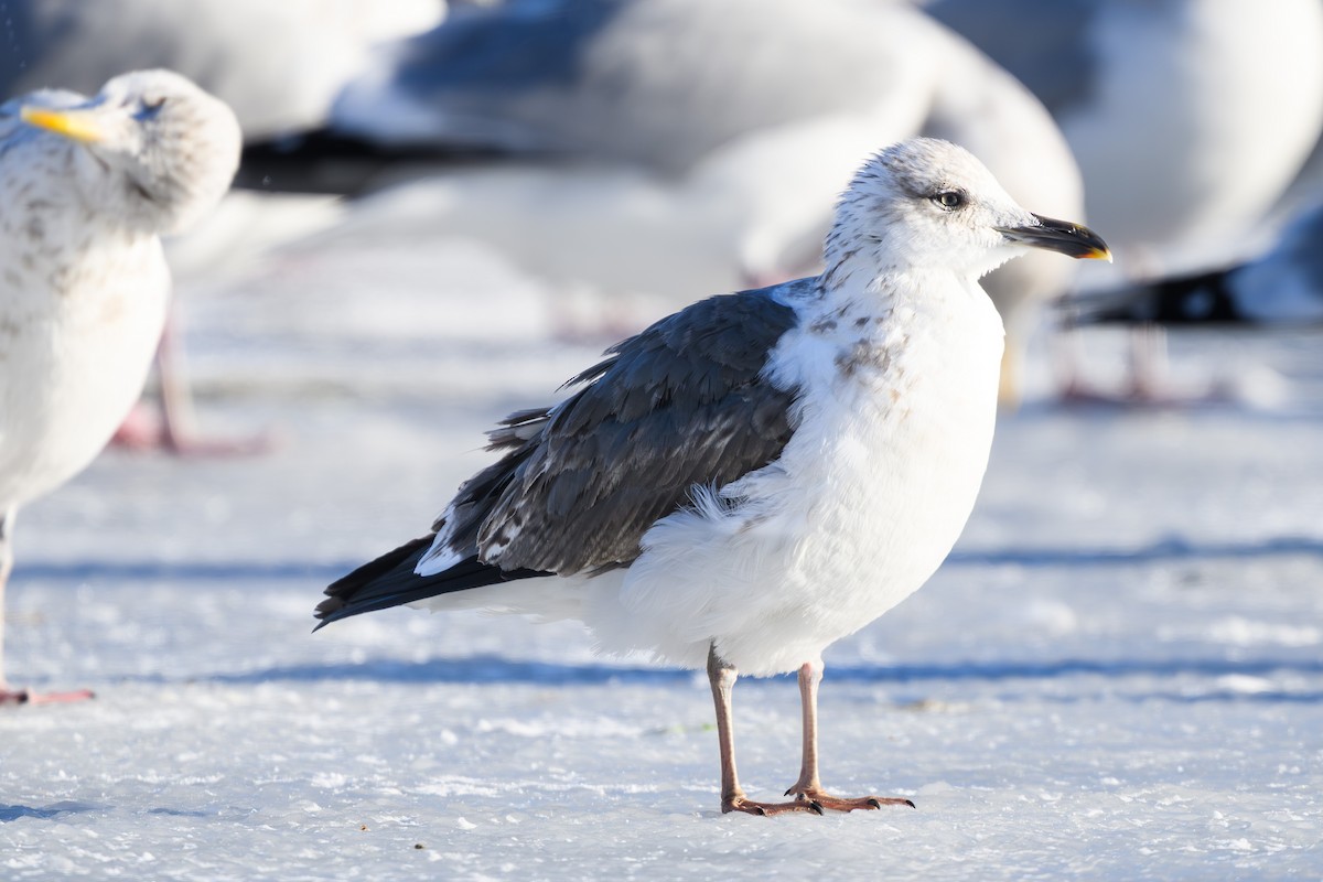 Lesser Black-backed Gull - ML646860701