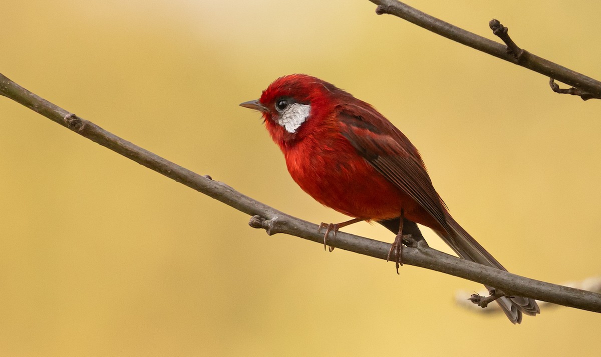 Red Warbler - ML646860702