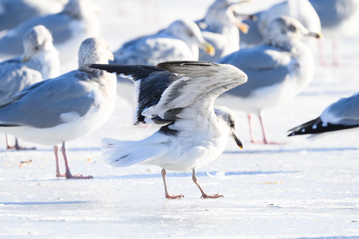 Lesser Black-backed Gull - ML646860703