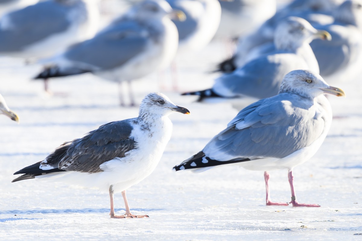 Lesser Black-backed Gull - ML646860704