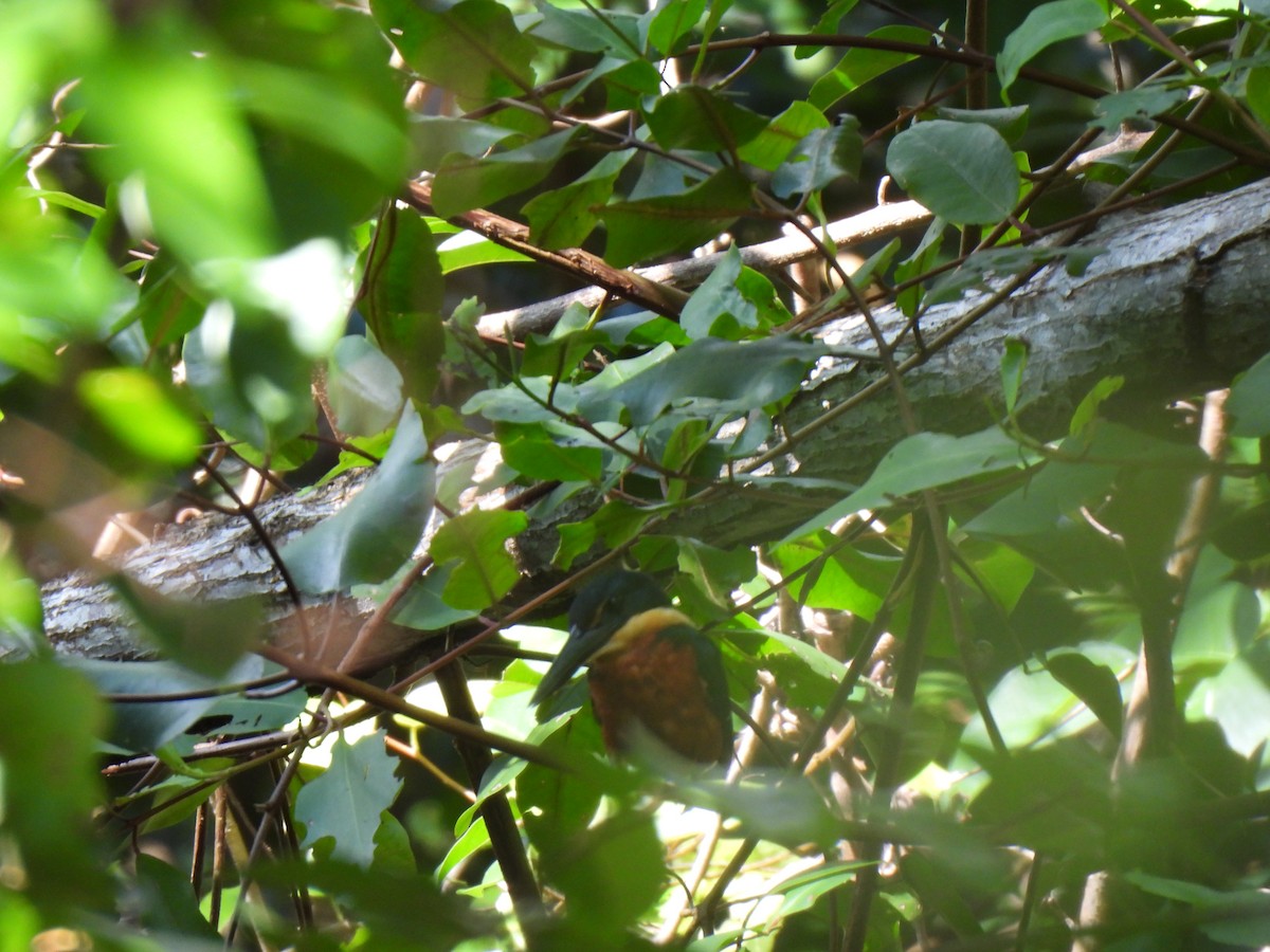 Amazon Kingfisher - ML646860707