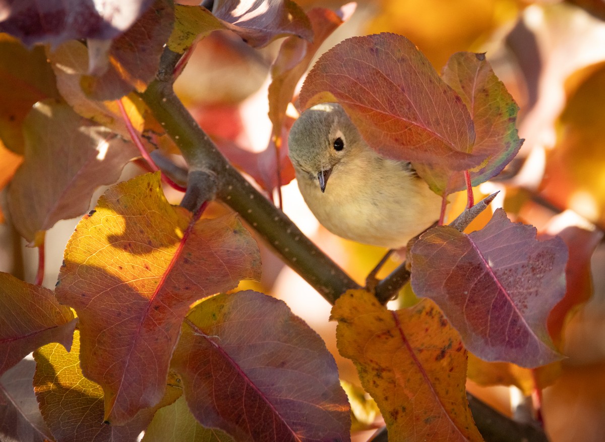 králíček americký - ML646860708