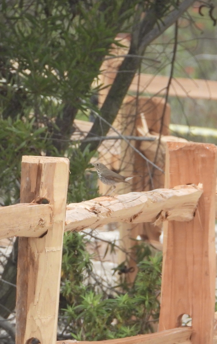 チャイロコツグミ - ML646860710