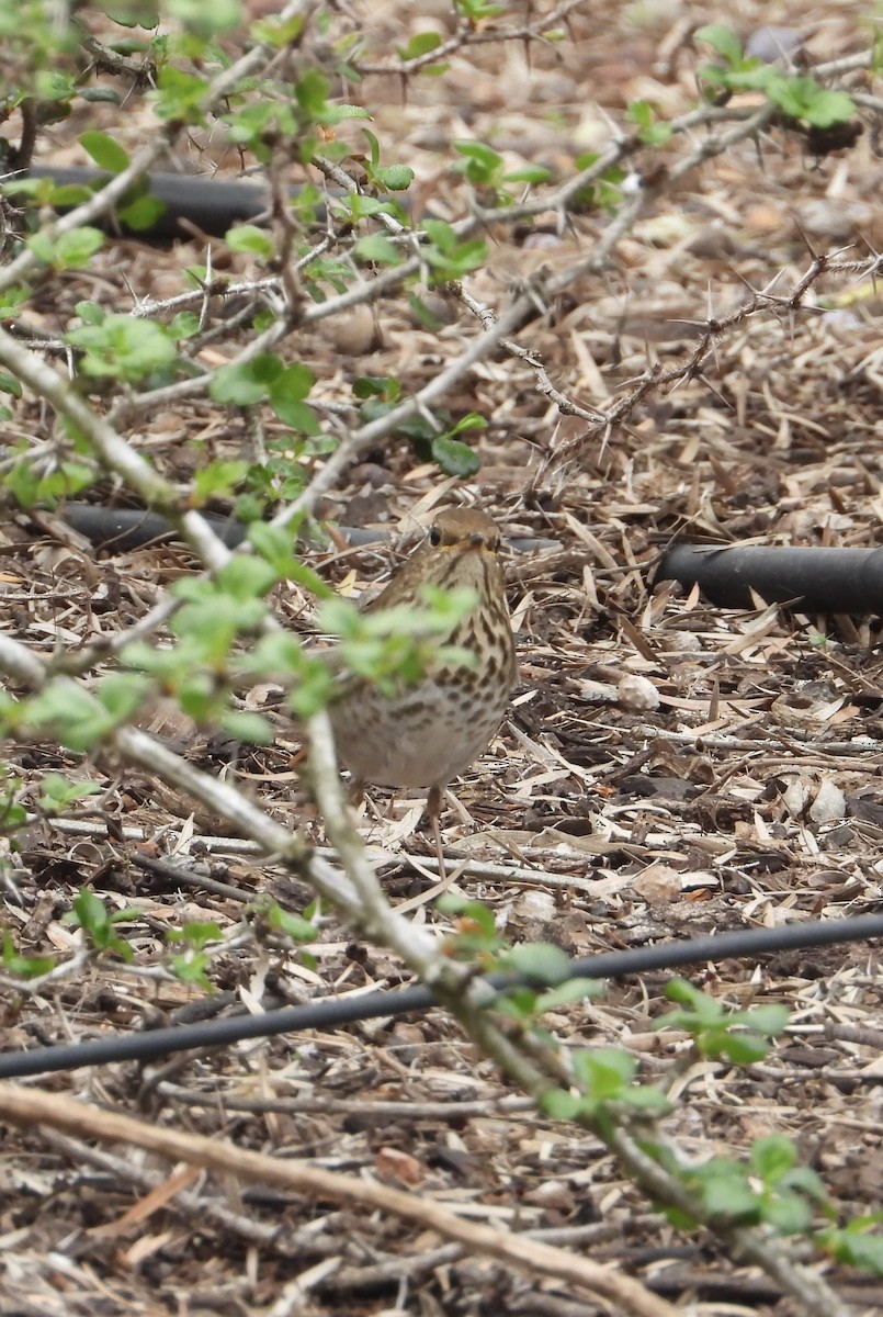 チャイロコツグミ - ML646860711