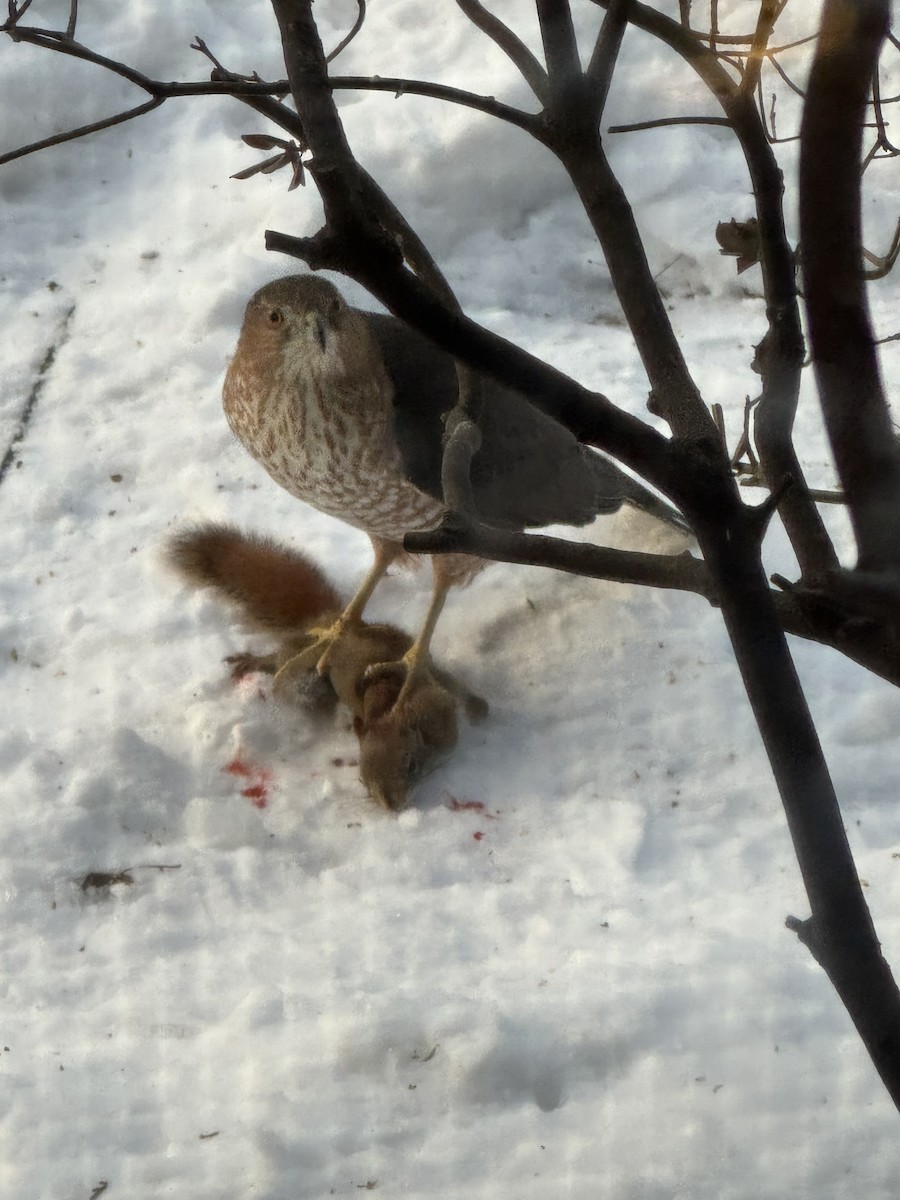 Cooper's Hawk - ML646860712