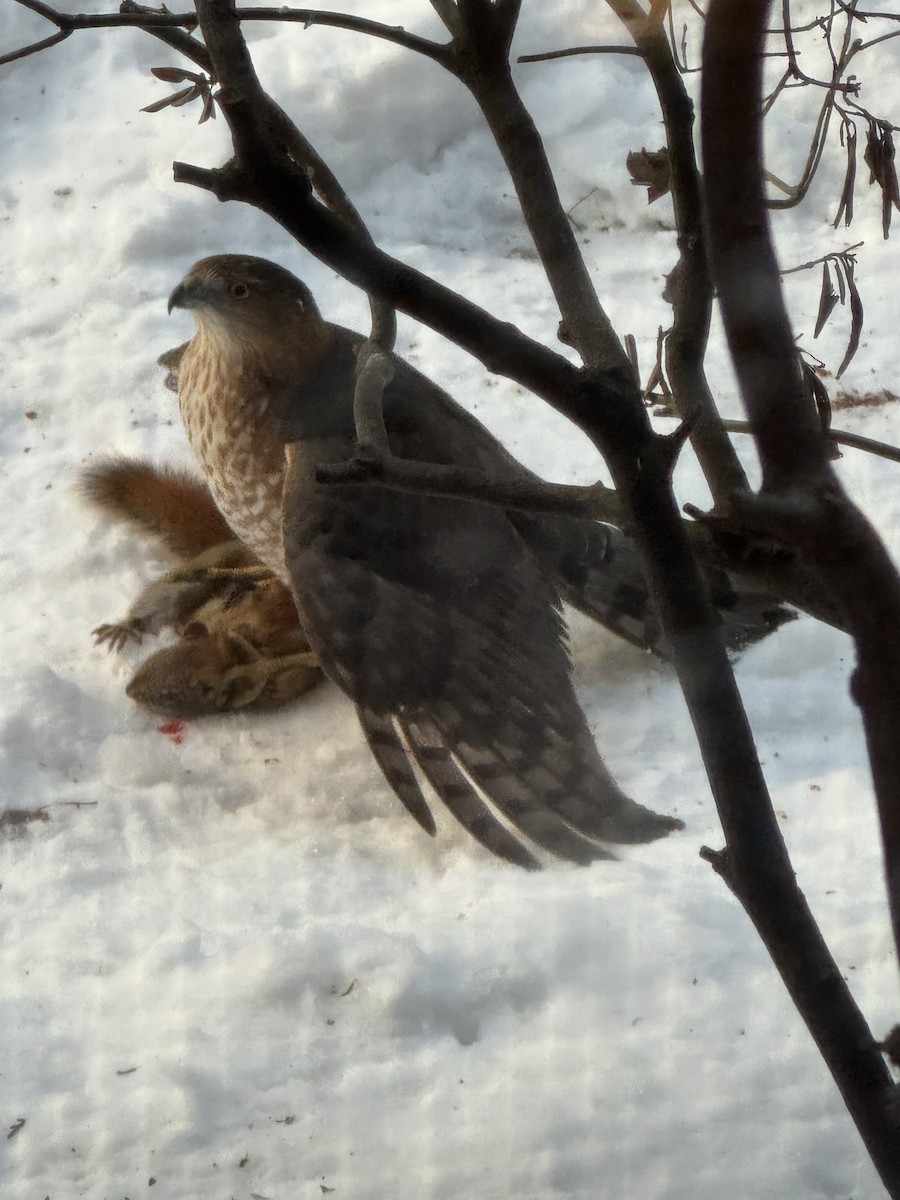 Cooper's Hawk - ML646860713