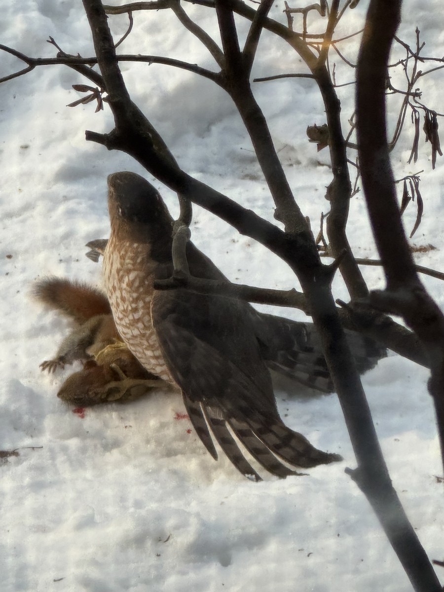 Cooper's Hawk - ML646860714