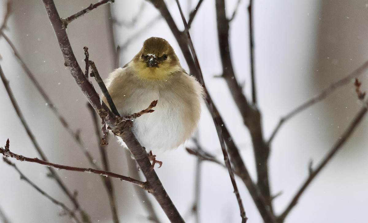 Чиж золотий - ML646860715