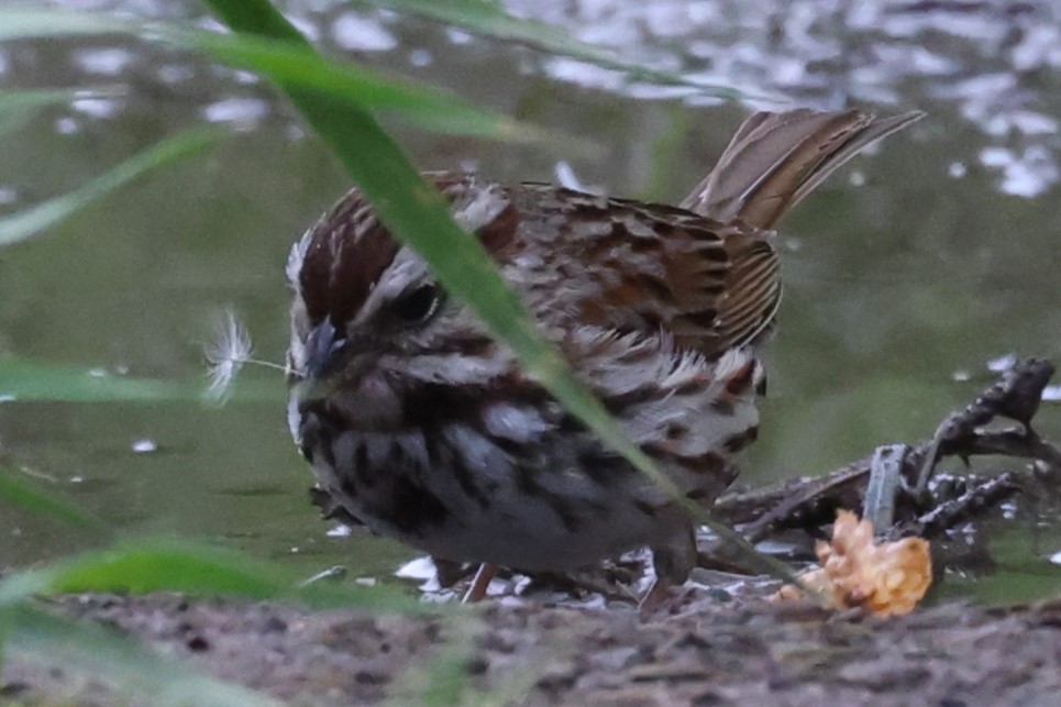 Пасовка співоча - ML646860716