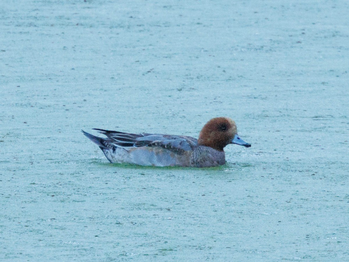 brunnakke - ML646860718