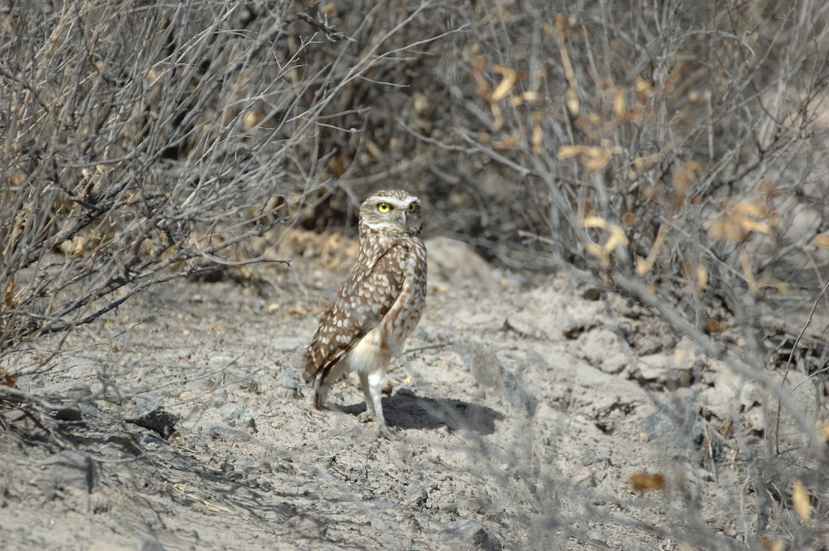 Сич американський - ML646860719