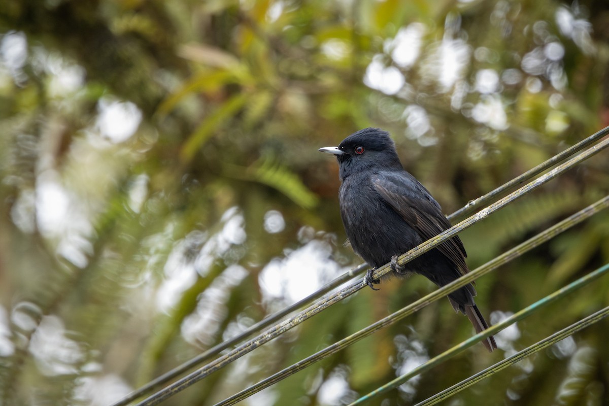 Ада короткочубий - ML646860721