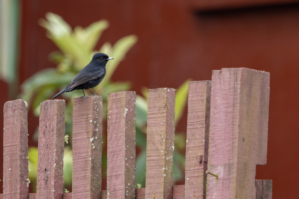 Ада короткочубий - ML646860722