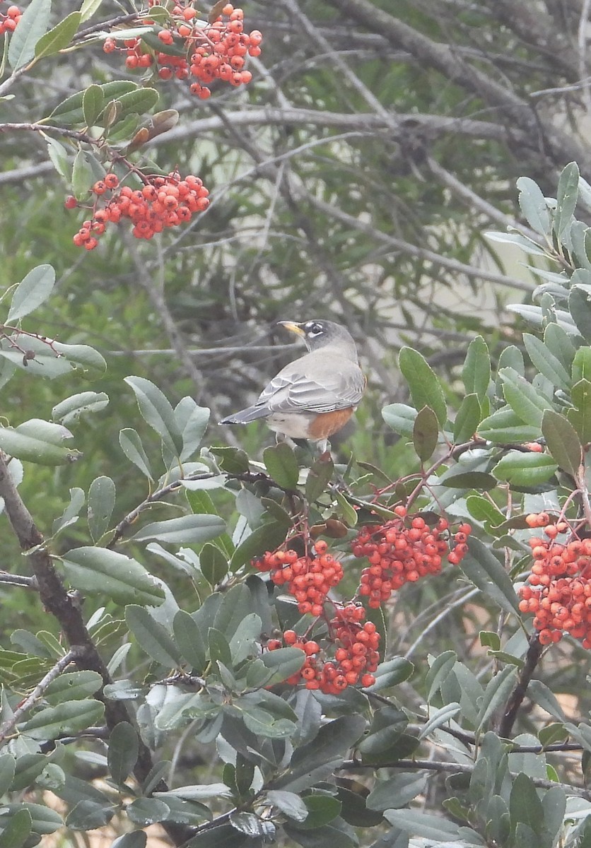 Дрізд мандрівний - ML646860723