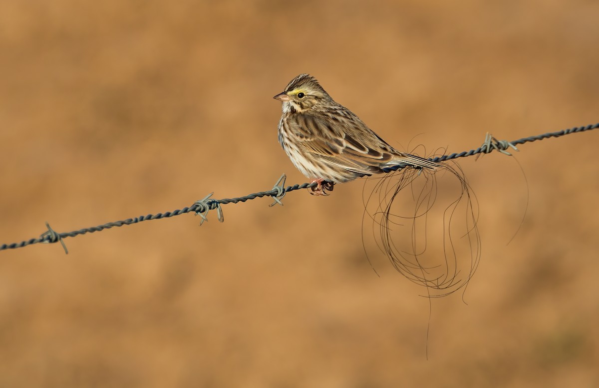 Пасовник савановий - ML646860724