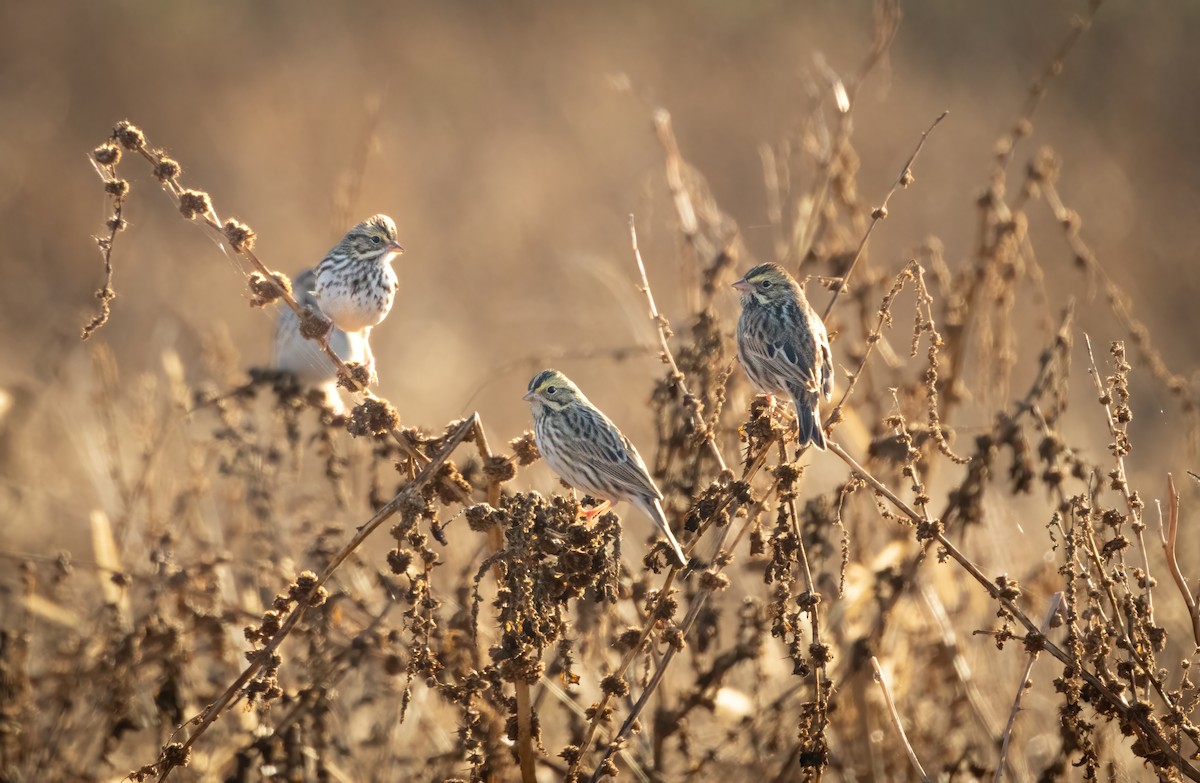 Пасовник савановий - ML646860725