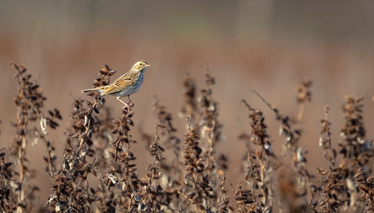 Пасовник савановий - ML646860726