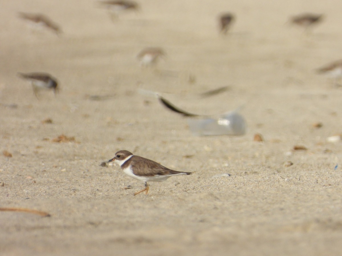 Пісочник канадський - ML646860727