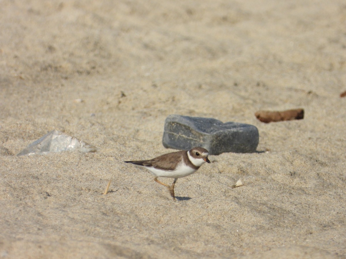 Пісочник канадський - ML646860728