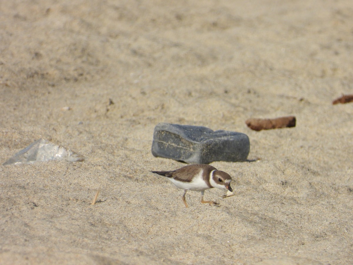 Пісочник канадський - ML646860729