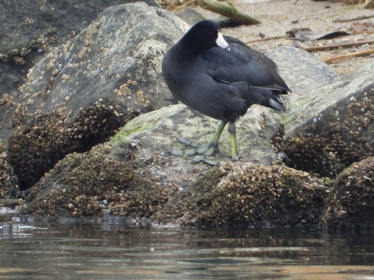 Лиска американська - ML646860730