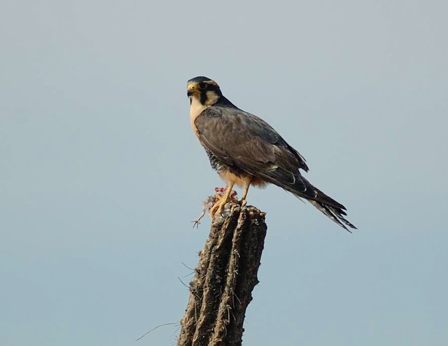 Сокіл мексиканський - ML646860731