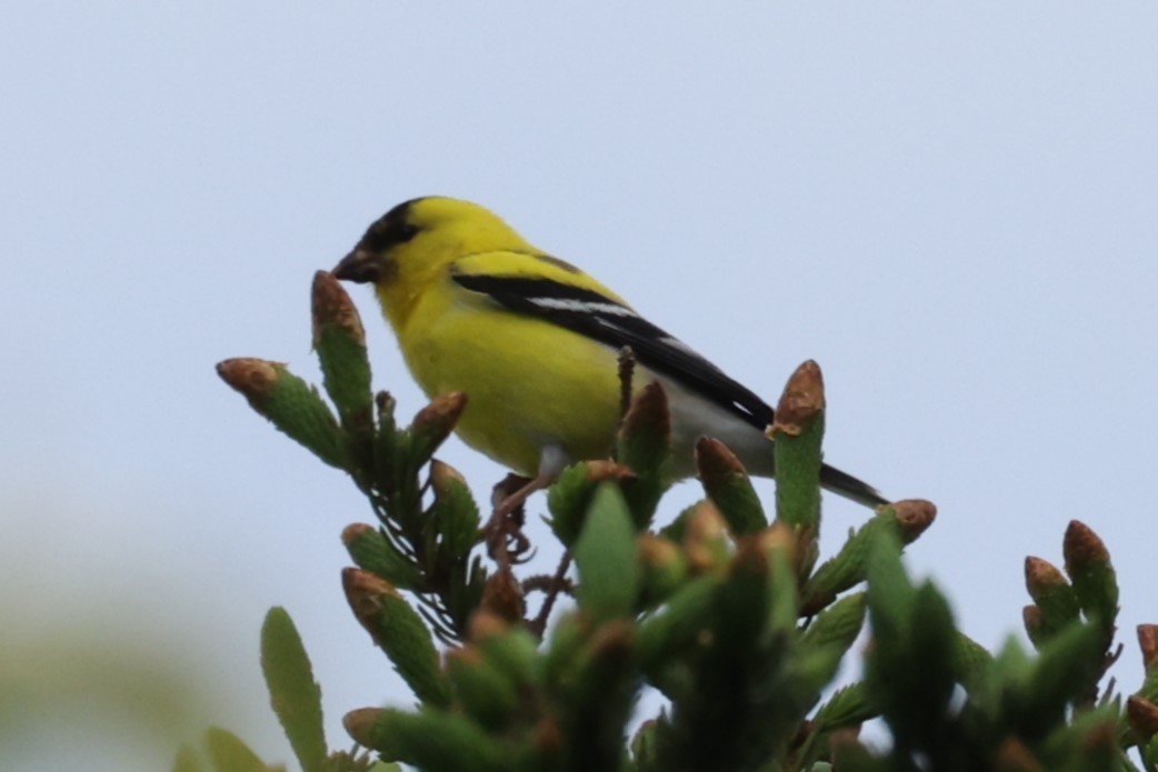 Чиж золотий - ML646860732