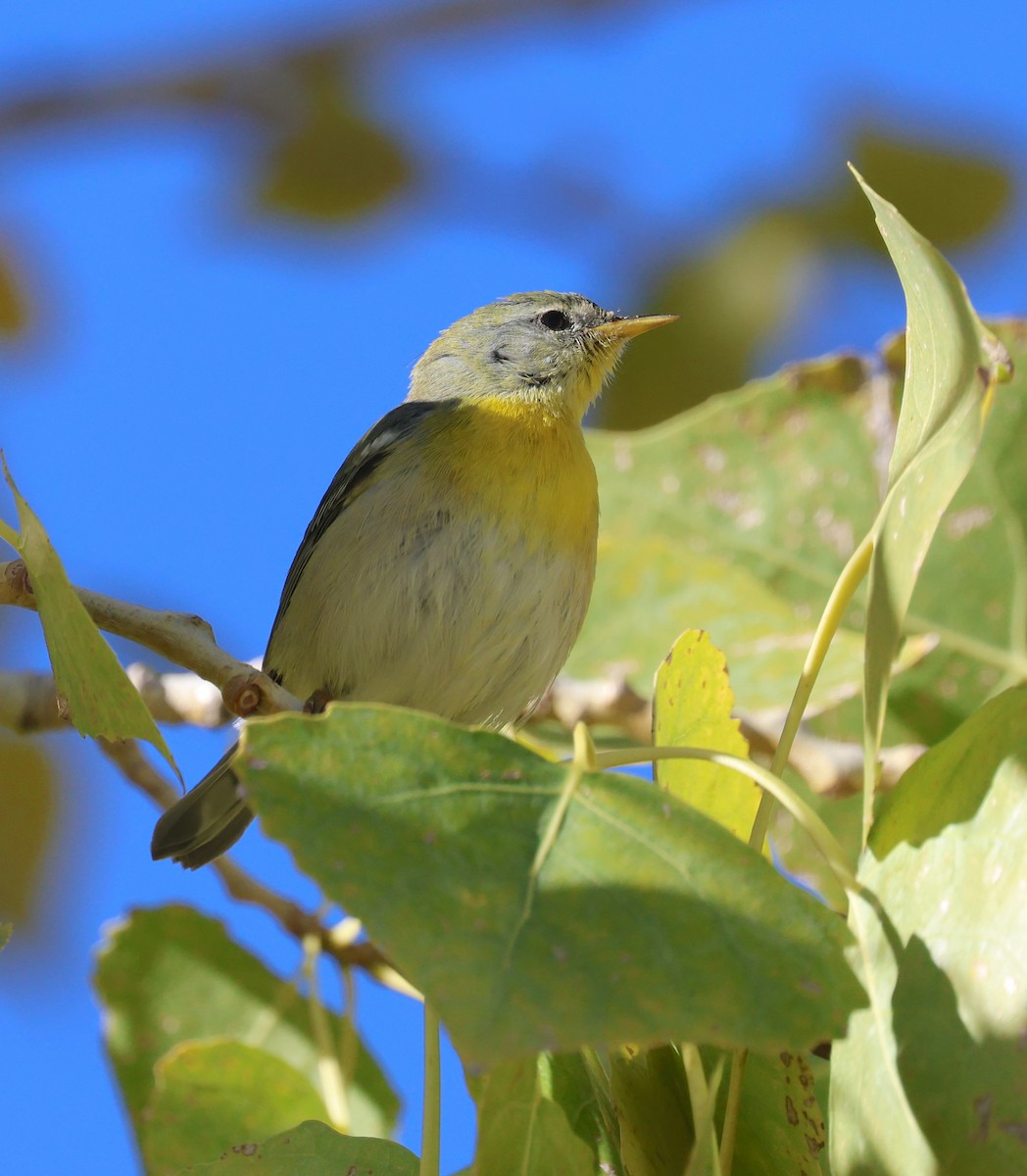 Пісняр північний - ML646860733