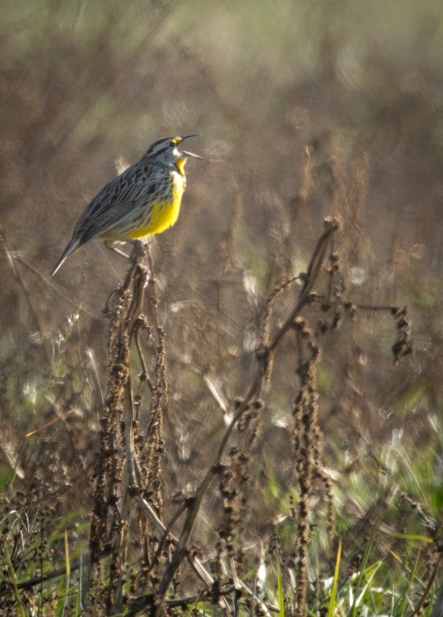 Шпаркос східний - ML646860734