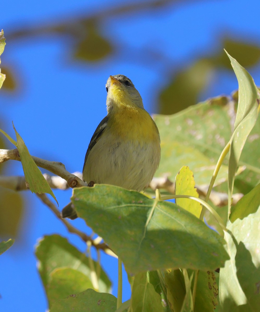 Пісняр північний - ML646860735