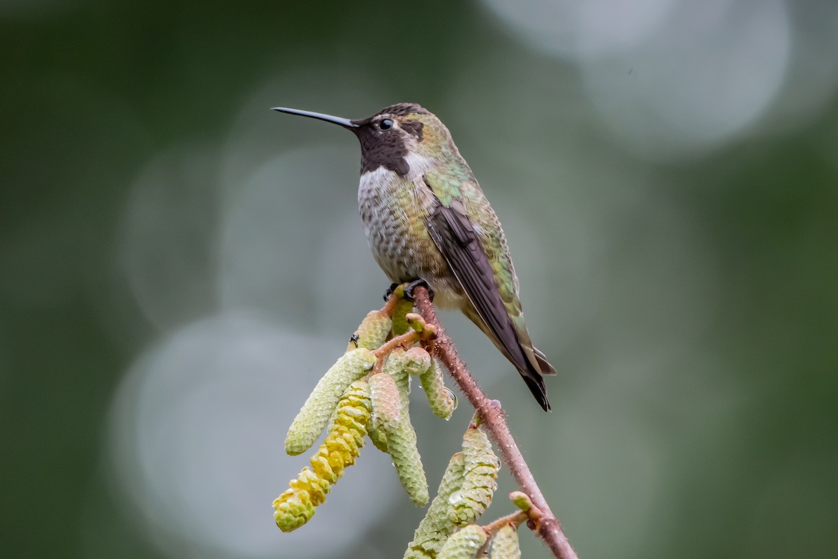 Colibrí de Anna - ML646860747