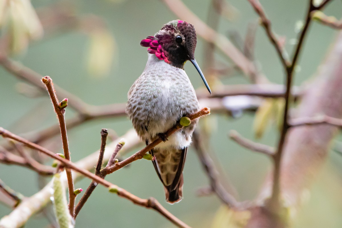 Anna Kolibrisi - ML646860748