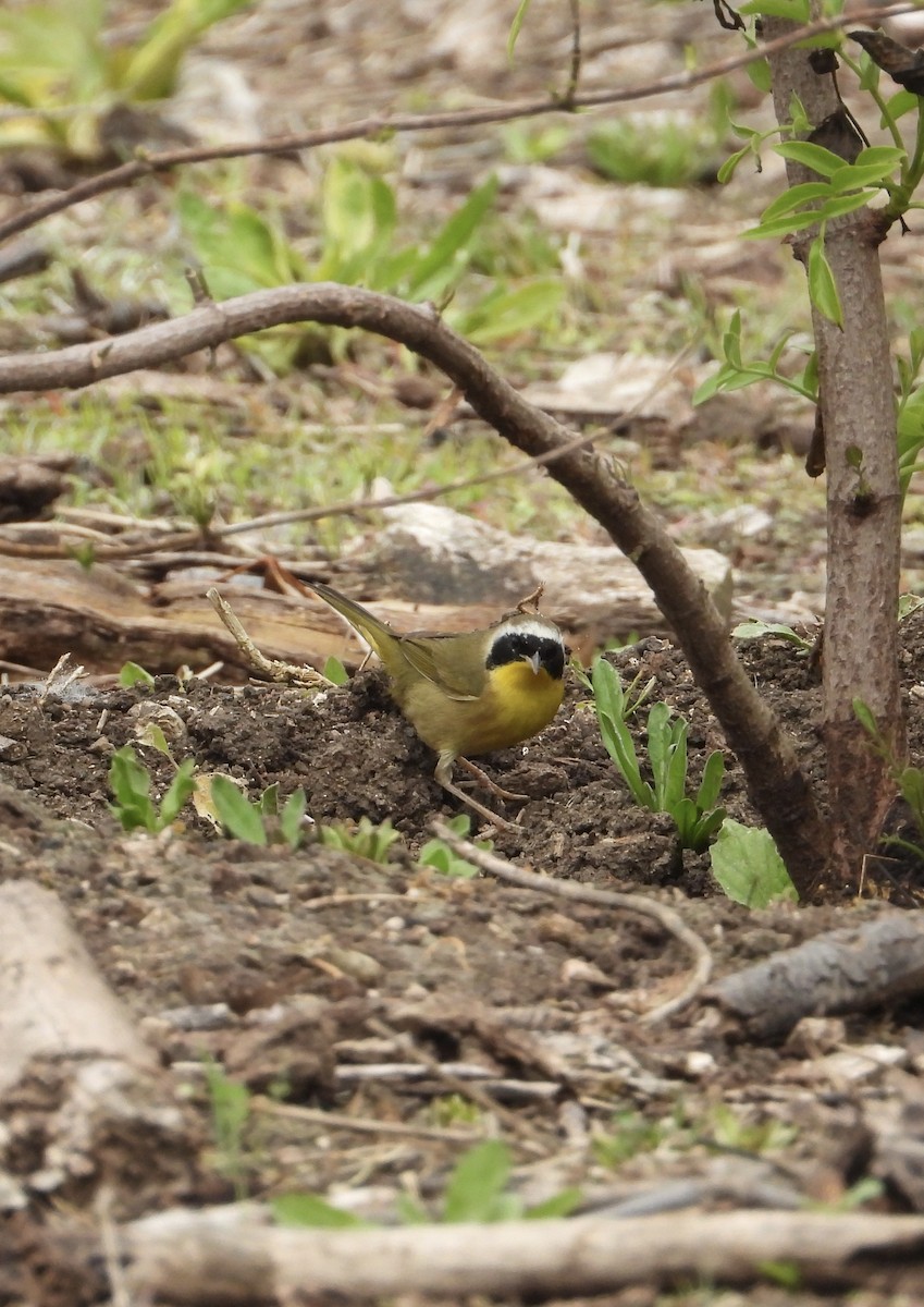 Жовтогорлик північний - ML646860749