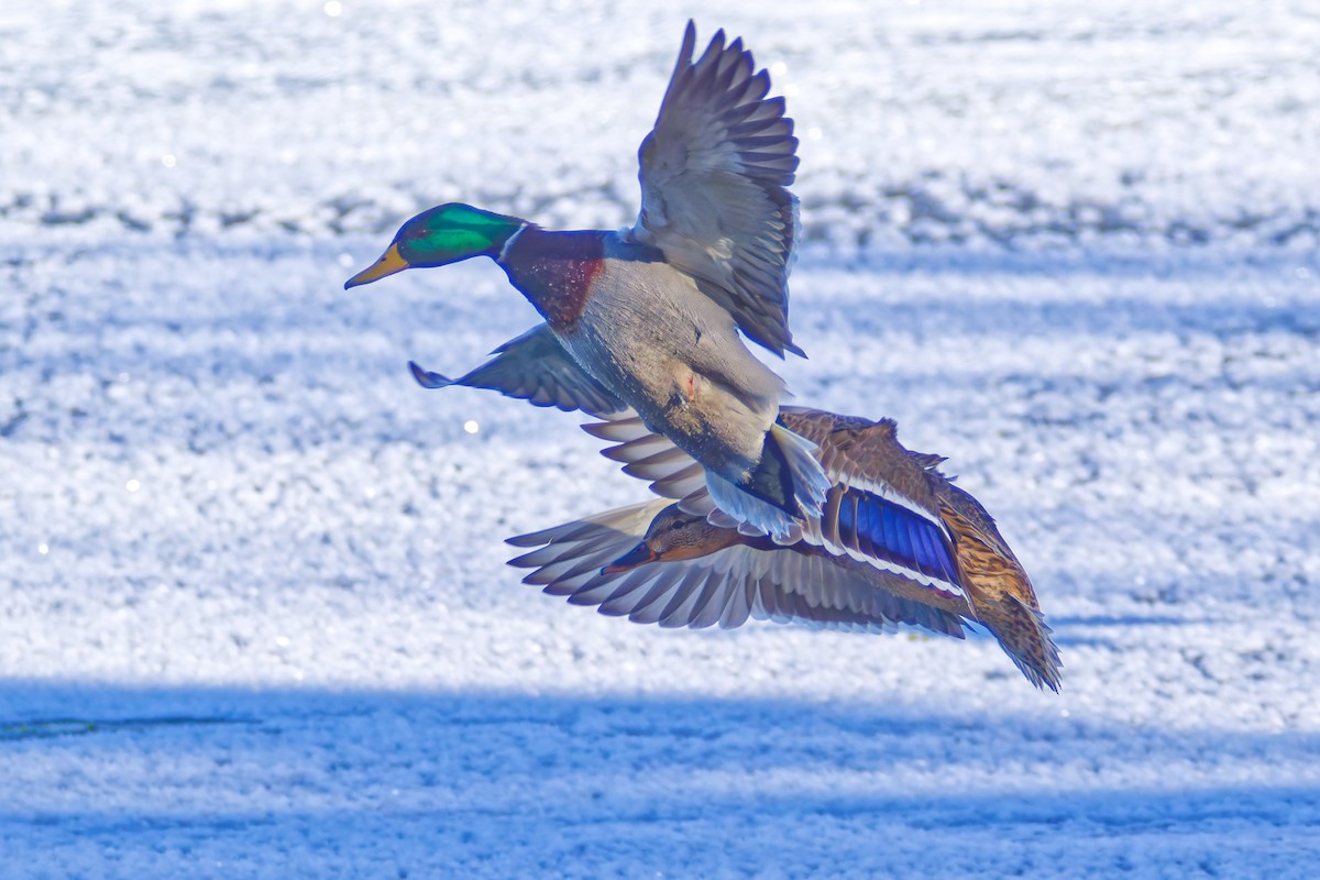 Крижень звичайний - ML646860752