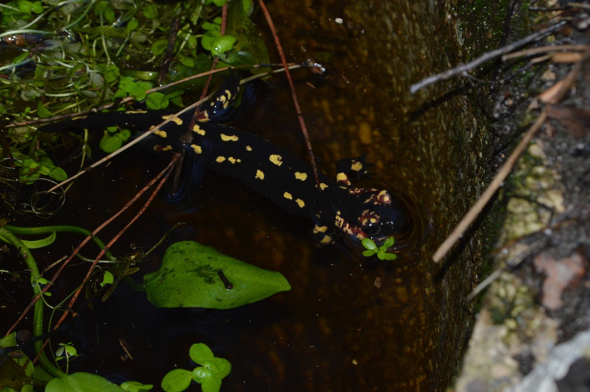 Salamandra pezzata - ML646860754