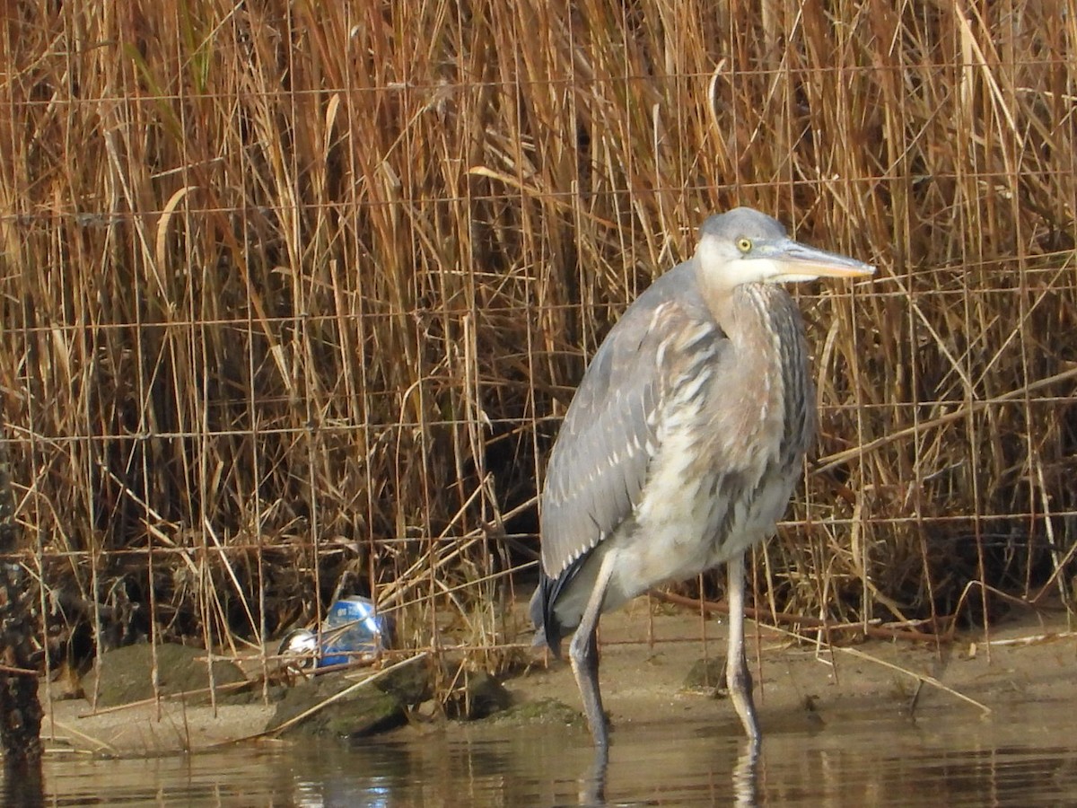 Чапля північна - ML646860755