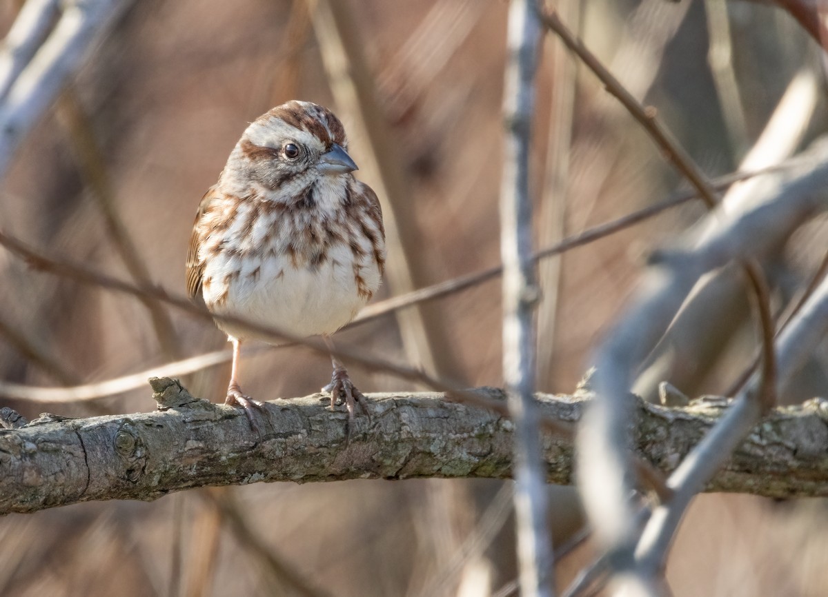 Пасовка співоча - ML646860757
