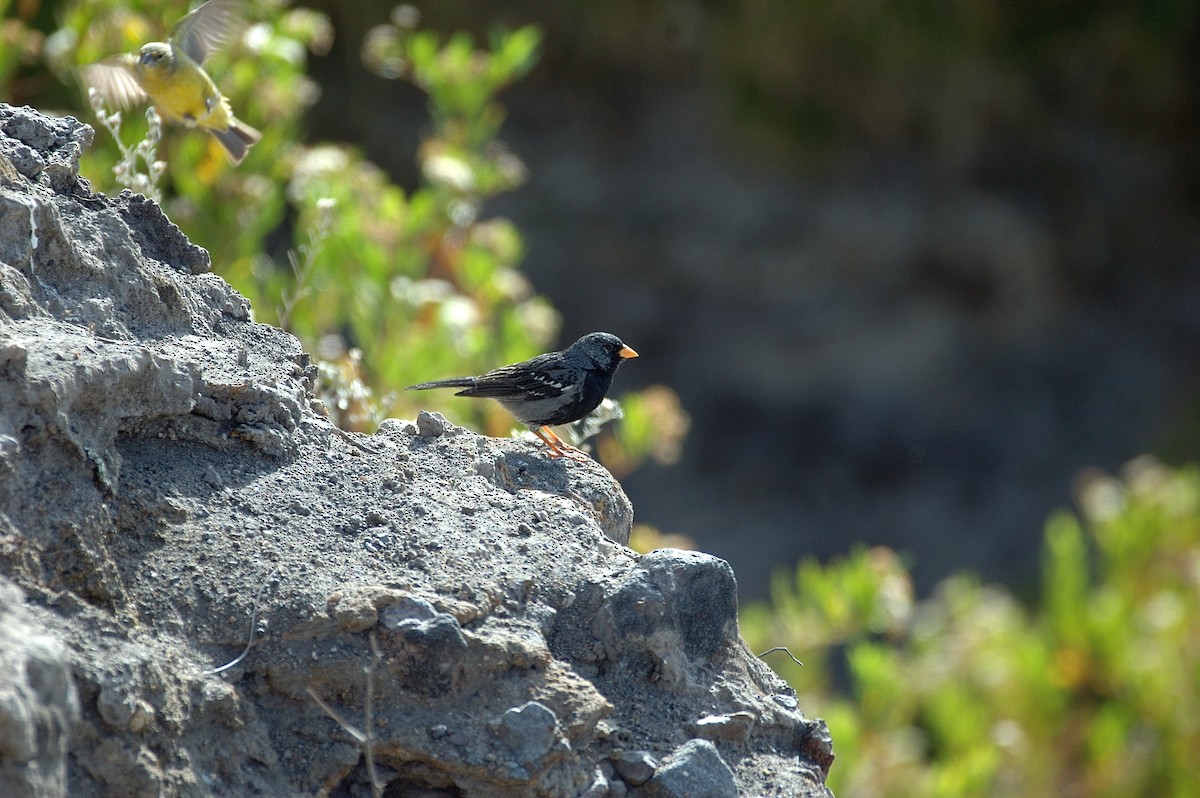 Вівсянчик великий - ML646860758