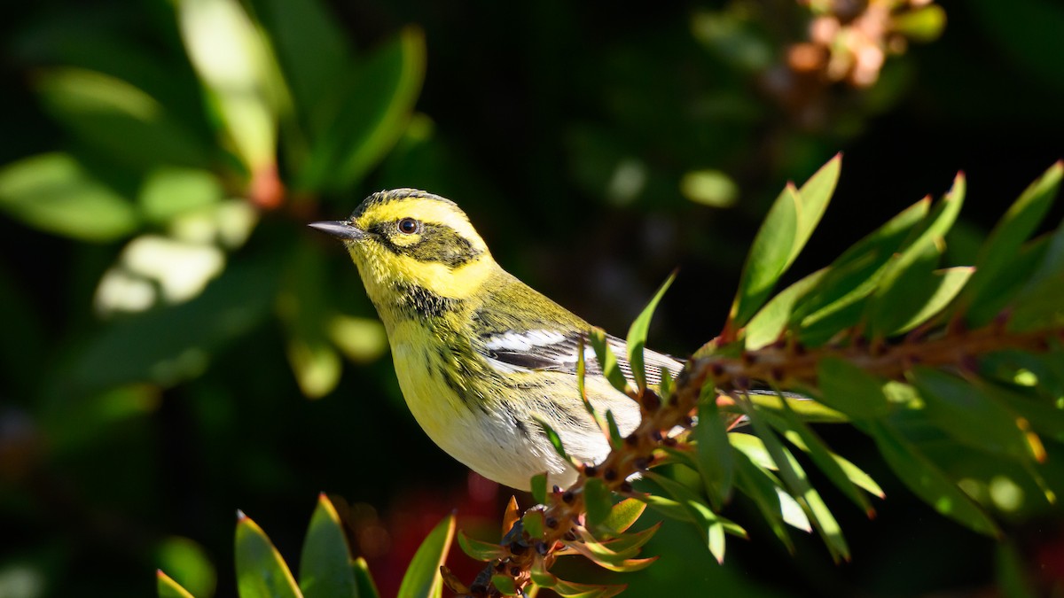 Пісняр-лісовик західний - ML646860760