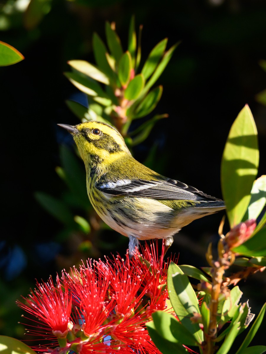 Пісняр-лісовик західний - ML646860761