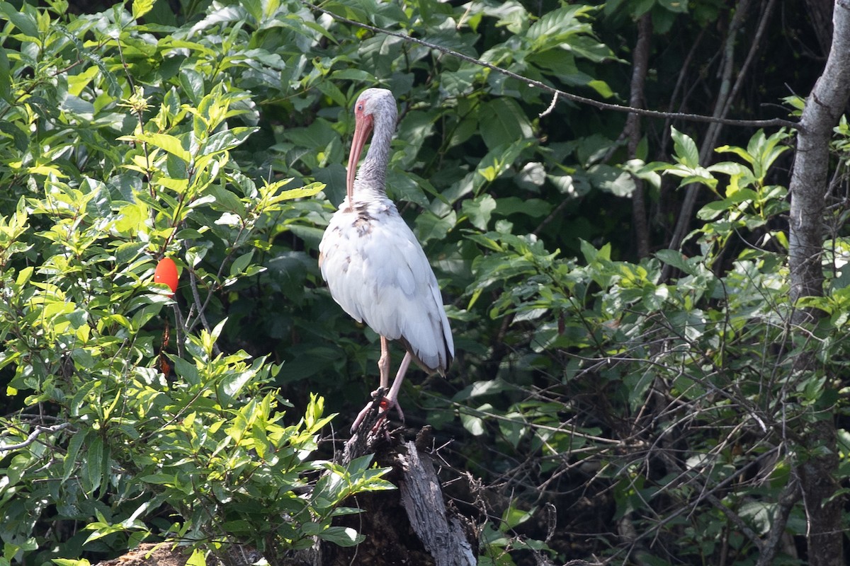 ibis bílý - ML646860767