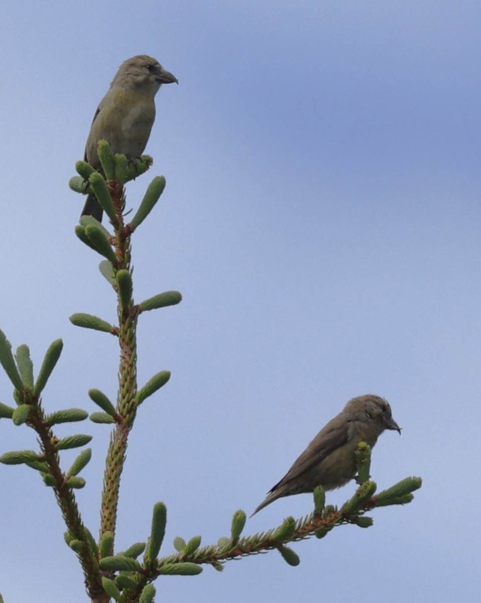 Шишкар ялиновий - ML646860769