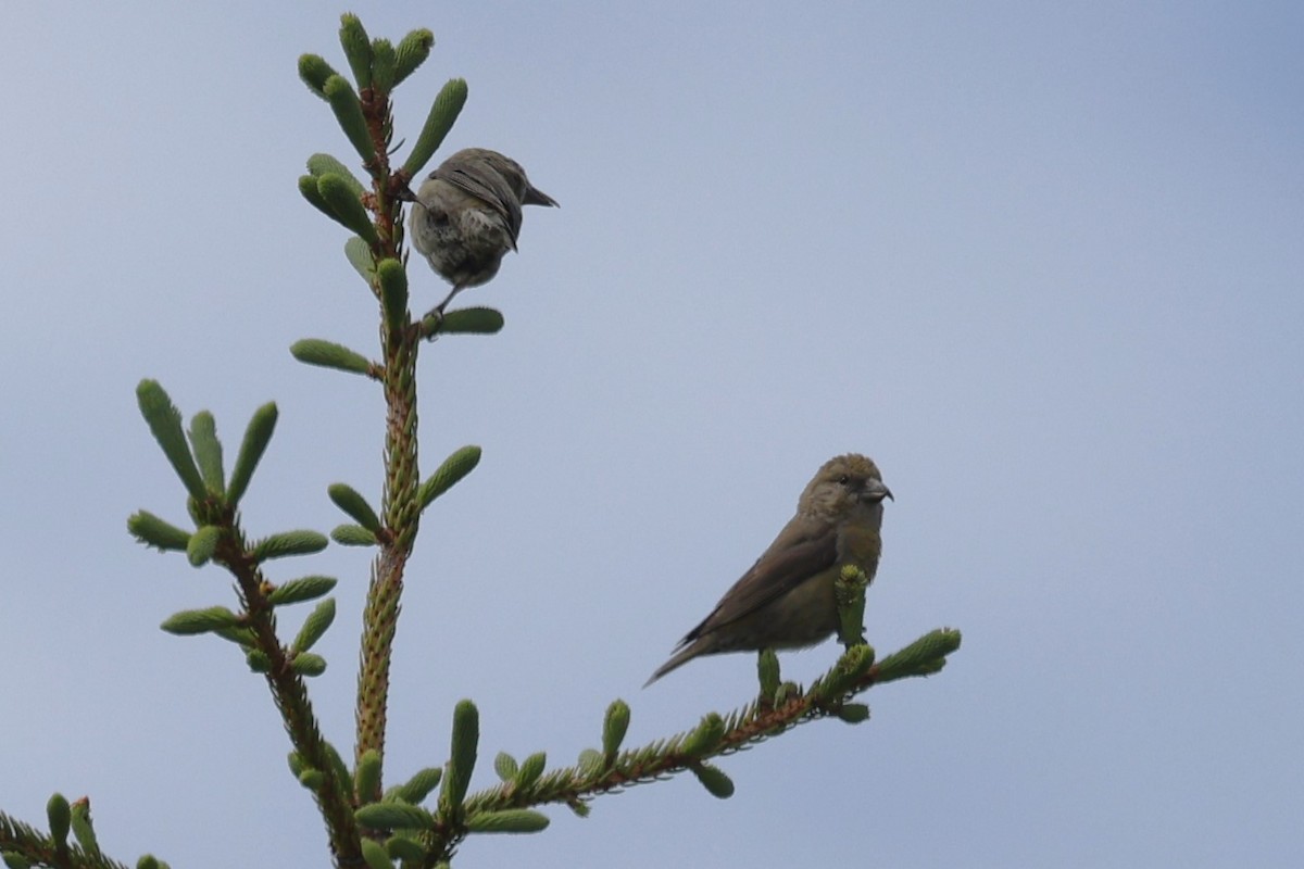 Шишкар ялиновий - ML646860770